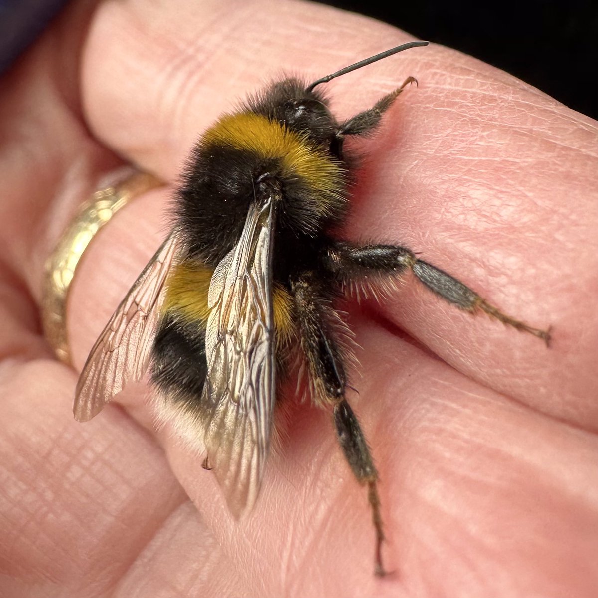 Ldn Beekeepers Assoc tweet media