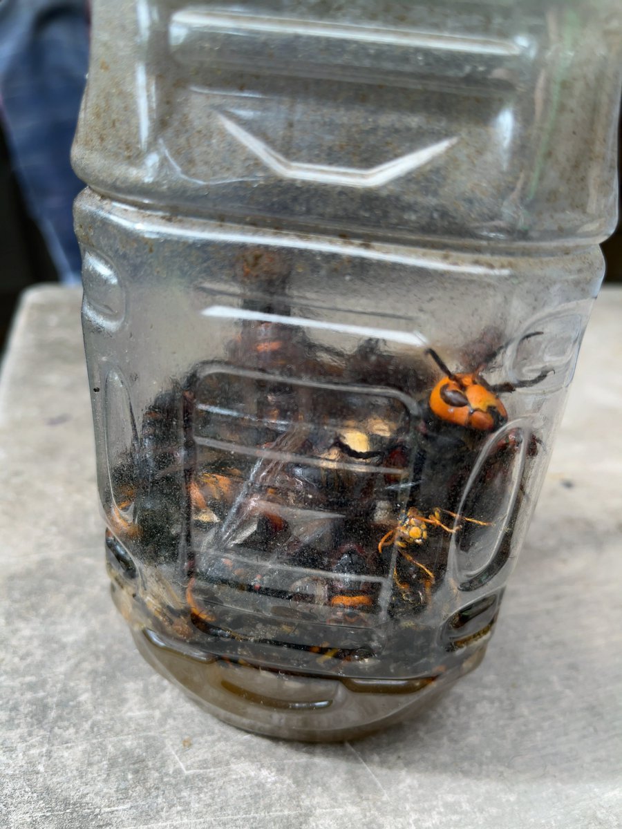 yoshi_prv's tweet photo. 5/5に2回目を設置してから約2週間が経過し、本日(5/20)スズメバチトラップを回収。
前回より、多くのスズメバチが捕獲できた感じ！？
デカいのがいますねぇ～、こんなのに刺されたら　(◎_◎;)
#スズメバチ #スズメバチトラップ https://t.co/rGNLUOoWzi