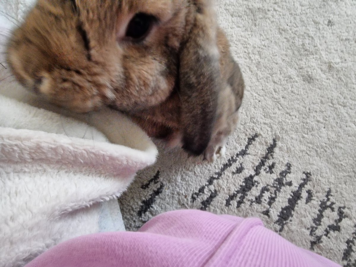 Scooby sends nose bonks for a happy Saturday! 👉🐇🙊

#Scooby #BunniesOfTwitter #RabbitsOfTwitter #Bunny #Rabbit #SaturdayVibes #AdoptDontShop