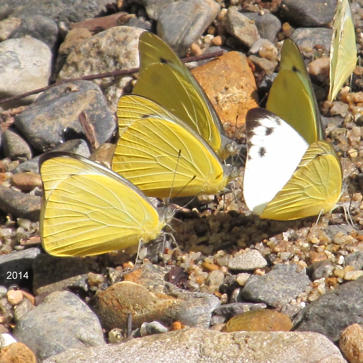 QuestaGame's tweet photo. New featured sighting from DJWitherall in the Insects - Butterflies and Moths category! See https://t.co/rq6TwlYWMo Well done! #QuestaGame Photo by QG player DJWitherall https://t.co/LYHE7OKrJZ