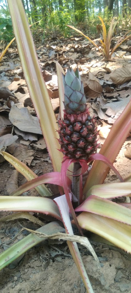Pineapple cultivation by SHG Digapur Kundra  @PRDeptOdisha @dmkoraput