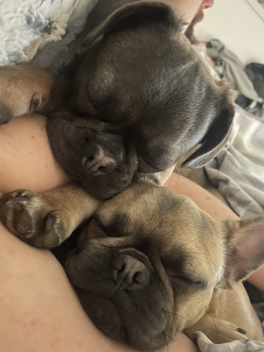 TFrugellis's tweet photo. Yet another day yesterday of driving eeeeveryone bonkers, but with faces like these, who wouldn’t just fall in love 🥰 

#frug #frenchie #pug #frenchielover #cutedogs #sleepingpuppys #dogsoftwitter https://t.co/aGgKGVq4kj