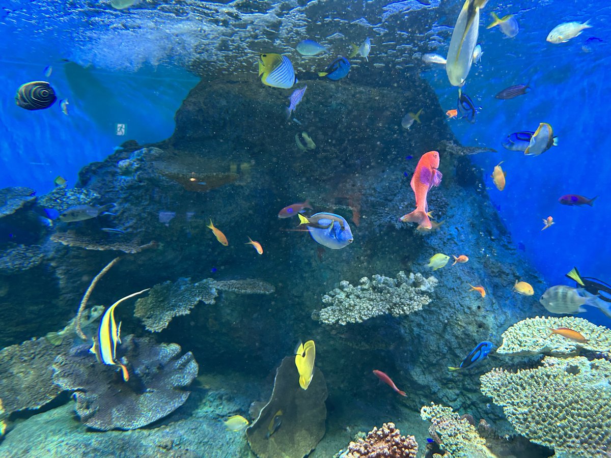 「楽しい水族館(ง ˙ω˙)ว」|マイケル麦歩のイラスト