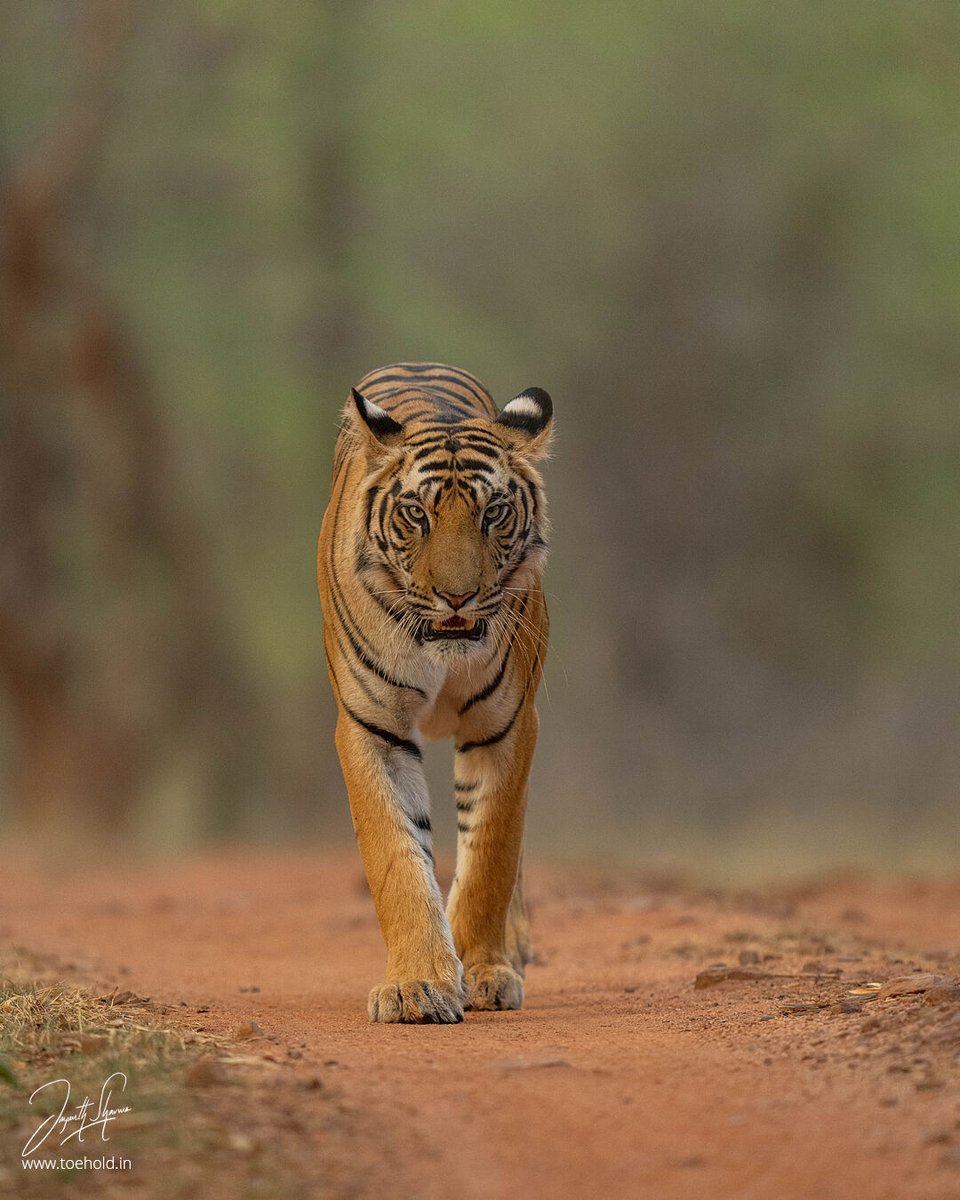 What better way to start the morning staring in to the eyes of a beauty like this one. She surely doesn't miss her 6 AM cat walk and we surely don't miss such opportunities when it presents itself.
#ToeholdPhotoTravel #Bandhavgarh #Tiger #SonyAlphaIn