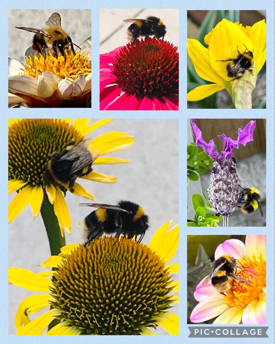 Special #SixOnSaturday for #WorldBeeDay some of my fave bee pics….🫶🌸🐝🌼🐝🫶#SaveTheBees #LoveBees #GardeningTwitter