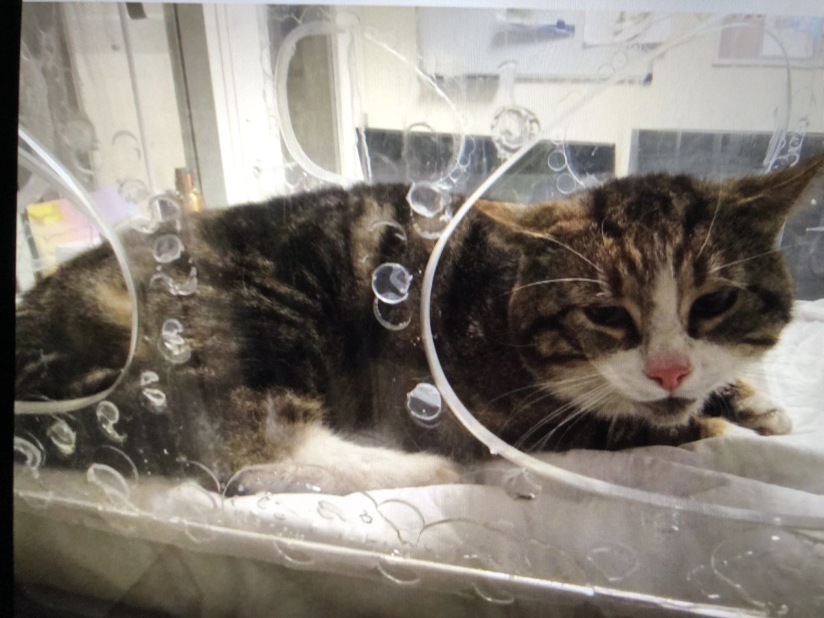 Kater, niet gechipt, vannacht aangereden thv #FEBO #Linnaeusstraat gewond naar <a href="/mcvoordieren/">mcvoordieren</a> gebracht. Wie kent hem, waar is zijn mens? #vrijwilligers #Dierenambulance #Amsterdam