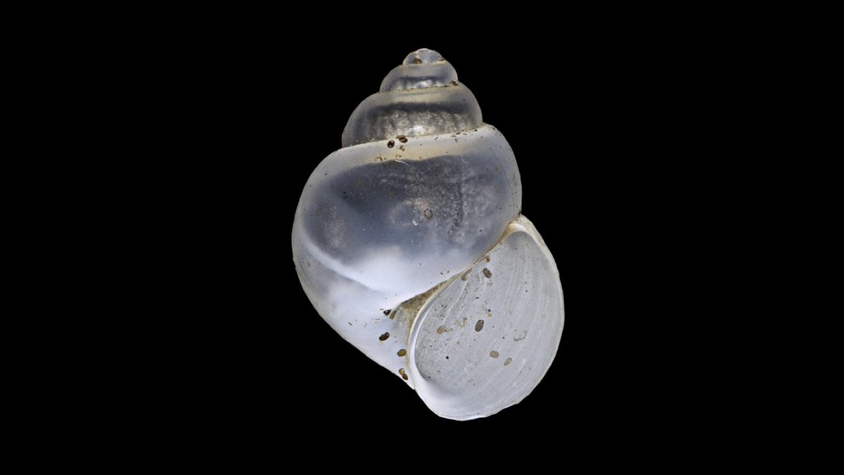 #NewSpecies!
New freshwater snail from Lecce, Italy just crawled in:

Mercuria lupiaensis
Holotype: @mncn_csic

Treatment: treatment.plazi.org/id/5C7987C4-FF…
Publication: doi.org/10.5852/ejt.20…
@ejtaxonomy @MalacSoc @malacologica @AMS1931 @WWFitalia
#FAIRdata #biodiversity #conservation