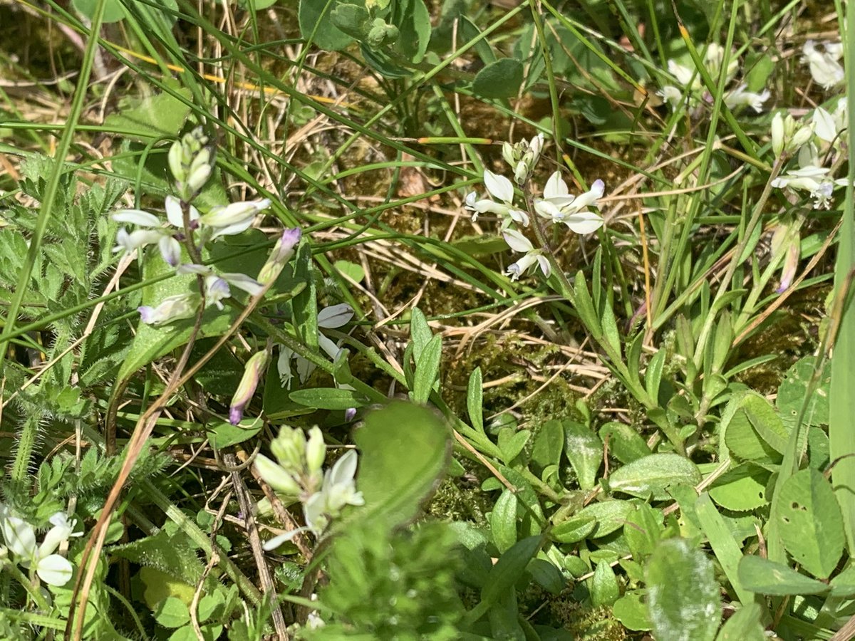 robsfarm67's tweet photo. surprise find this week on Toms Hill arable reversion by @kentdowns6 and the help of two Botanists “Chalk milkwort” I am reliably told is only on 20/30 sites in Kent.
Thanks for the identification. Tom’s Hill #specialplace #wildflower #nature #environment #wildplace https://t.co/XTUKWZScVN
