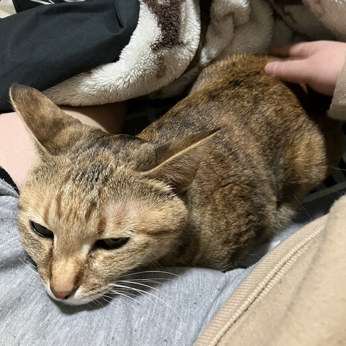 ちっぱ tweet media