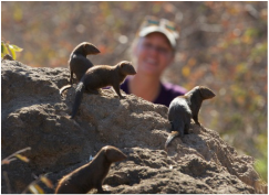 Dwarf_Mongoose's tweet photo. 🌟Want to join us?🌟
#Postdoc available to study biological #markets in dwarf #mongooses
Based @BristolBioSci; #fieldwork in South Africa
3 years; @NERCscience funded
In collaboration with @AndyDHigginson @CrabExeter 
Deadline: 8th June 2023
Details: https://t.co/NqZ7KjwIU6
#jobs https://t.co/iXGoixBCtO