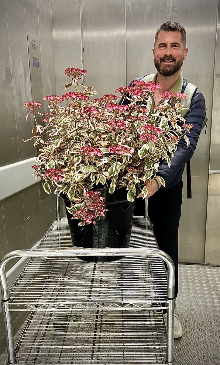 Mr Plant Geek ™ (@mr_plantgeek) on Twitter photo Have you ever seen a Hydrangea so futuristic…..?? Potential Plant of the Year at RHS this week. Coming up today on <a href="/qvcuk/">QVC UK</a> at 10am, with me and <a href="/simonbiagi/">Simon Biagi</a> - with special thanks to <a href="/ThompsonMorgan/">Thompson & Morgan</a> 🌟 Have you ever seen a Hydrangea so futuristic…..?? Potential Plant of the Year at RHS this week. Coming up today on <a href="/qvcuk/">QVC UK</a> at 10am, with me and <a href="/simonbiagi/">Simon Biagi</a> - with special thanks to <a href="/ThompsonMorgan/">Thompson & Morgan</a> 🌟