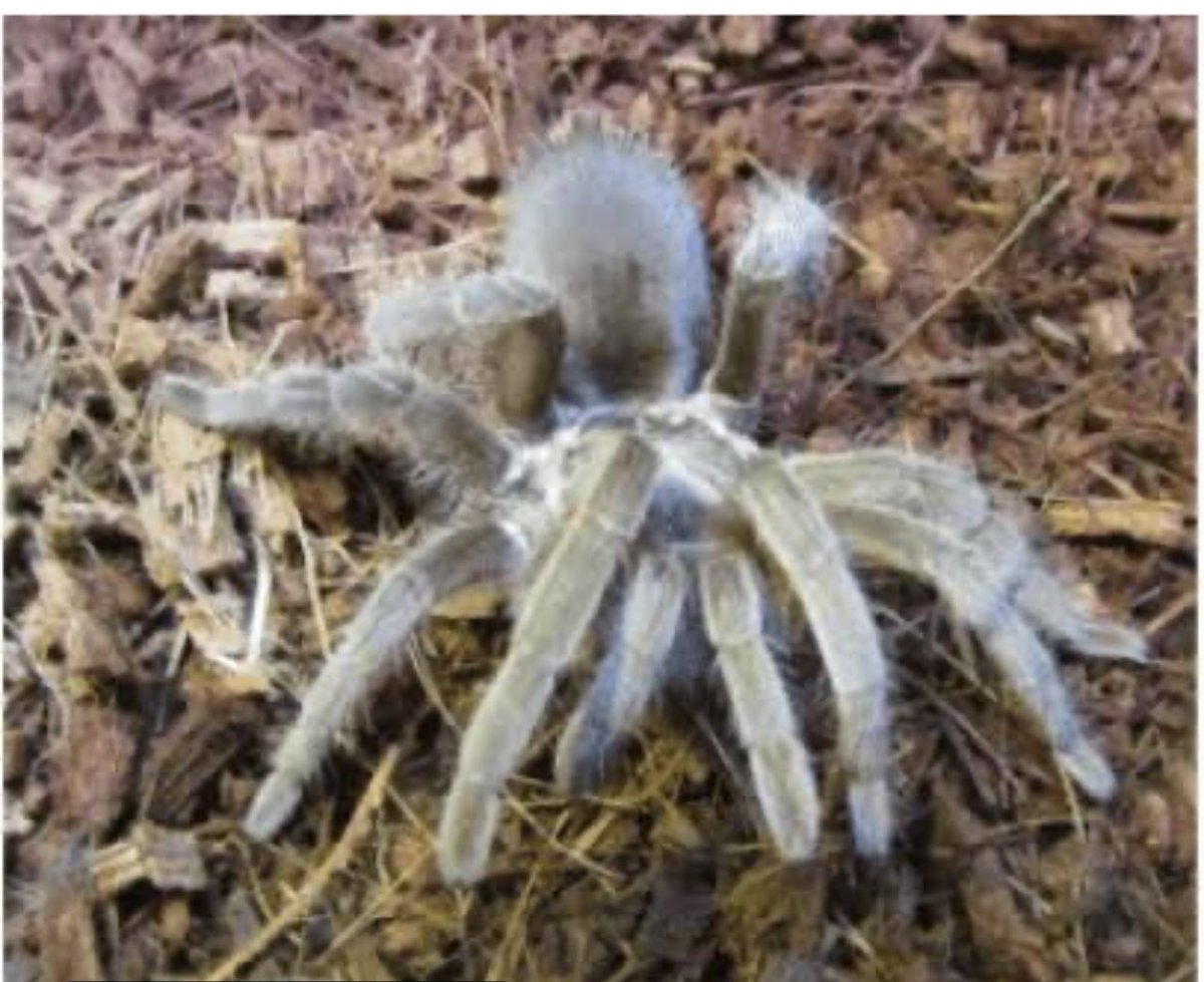 Maria Varlet tweet media