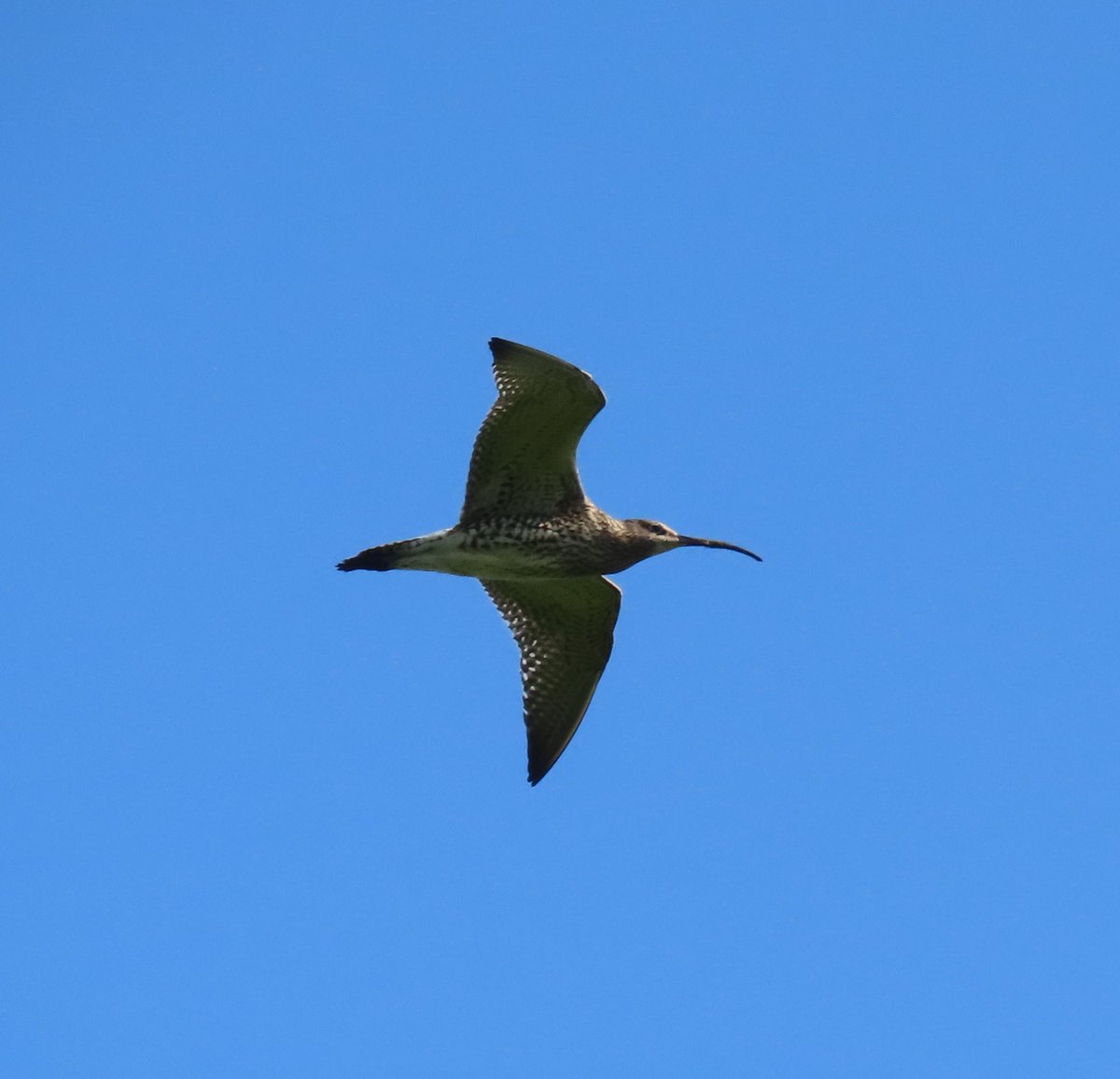 Curlew in flight over Chat Moss, Irlam, Uk <a href="/Natures_Voice/">RSPB</a>

#wildlife #wildlifephotography #nature #NaturePhotography #birds #BirdsSeenIn2023 #birdwatching
<a href="/WildlifeMag/">BBC Wildlife</a>
<a href="/BBCCountryfile/">BBC Countryfile</a>
<a href="/BBCSpringwatch/">BBC Springwatch</a>
<a href="/Britnatureguide/">The British Nature Guide</a>