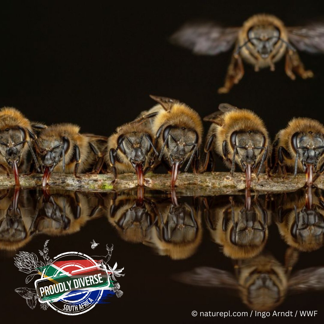 🐝Bzzz, it’s #WorldBeeDay! Did you know that one out of every three mouthfuls of food we eat depends on these busy bees?

Our guide shows how you can protect or grow forage resources to keep our bees healthy -
bit.ly/456bU0V

#ProudlyDiverseZA