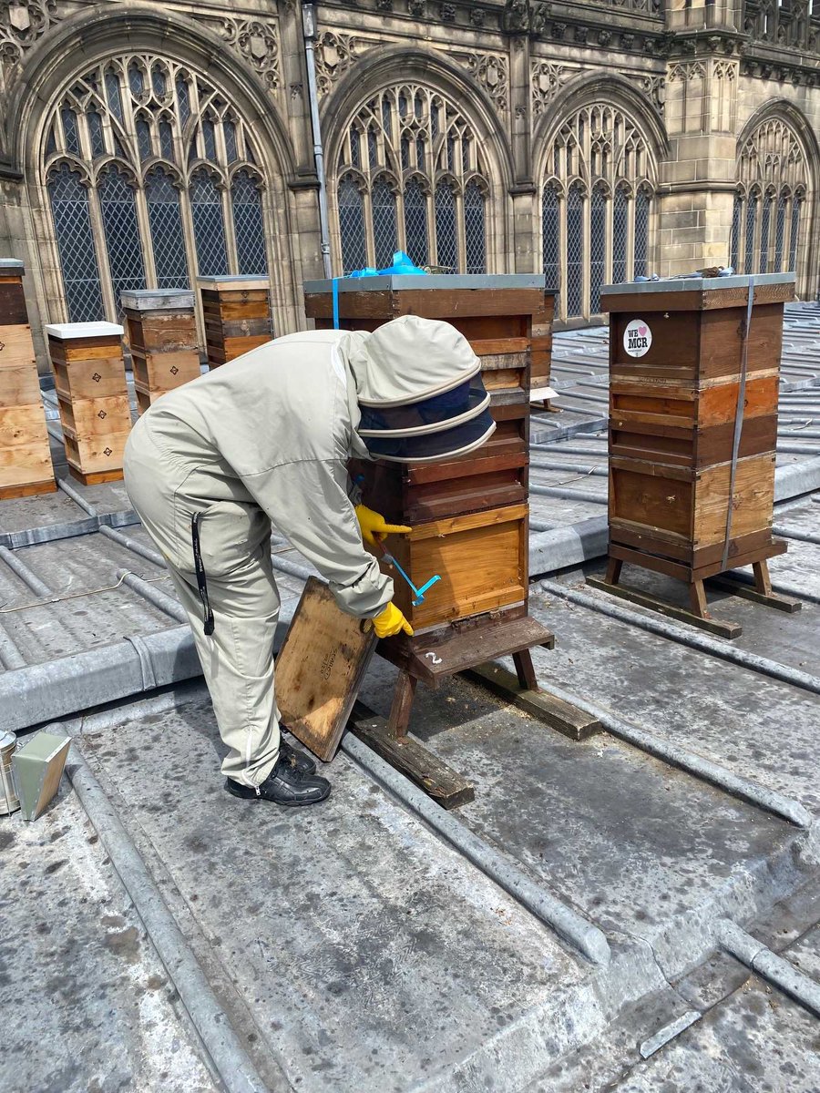 ManCathedral's tweet photo. It's #WorldBeeDay! 🐝 Did you know we have 10 hives on our south roof? The hives are maintained by our resident bee keeper &amp; @MCVolunteerTeam, who also harvest the honey each year.
Find out more about the Cathedral bees or getting involved in volunteering https://t.co/E2egkDhlaM https://t.co/HydbTQpDFr