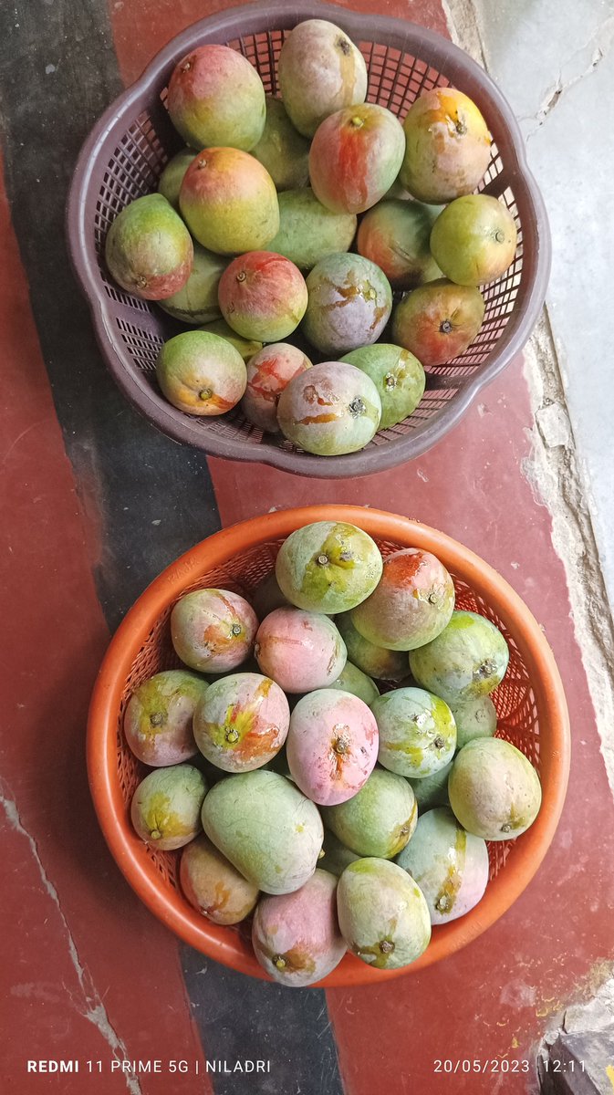 Good afternoon... 
. 
These are ripe fresh mangoes 🥭 from the trees of my home garden. 😊
They are falling every 1 'to' 2 minutes. I have done this collection since morning.

#mangoes 🥭
#mangoseason #freshmango