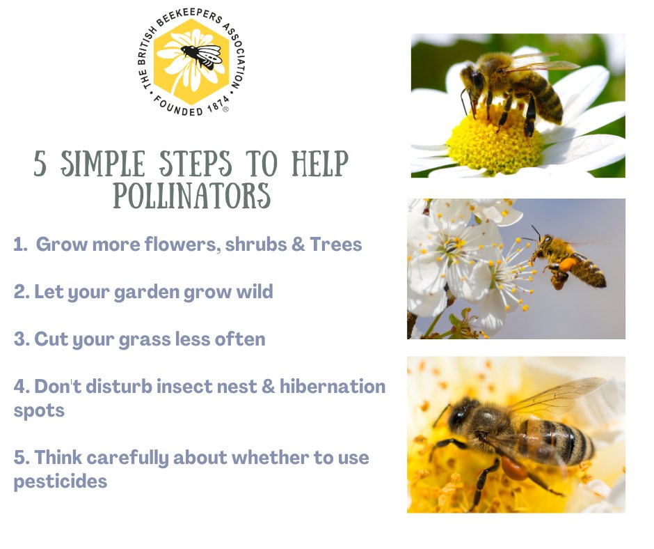 BBKA (@britishbee) on Twitter photo 