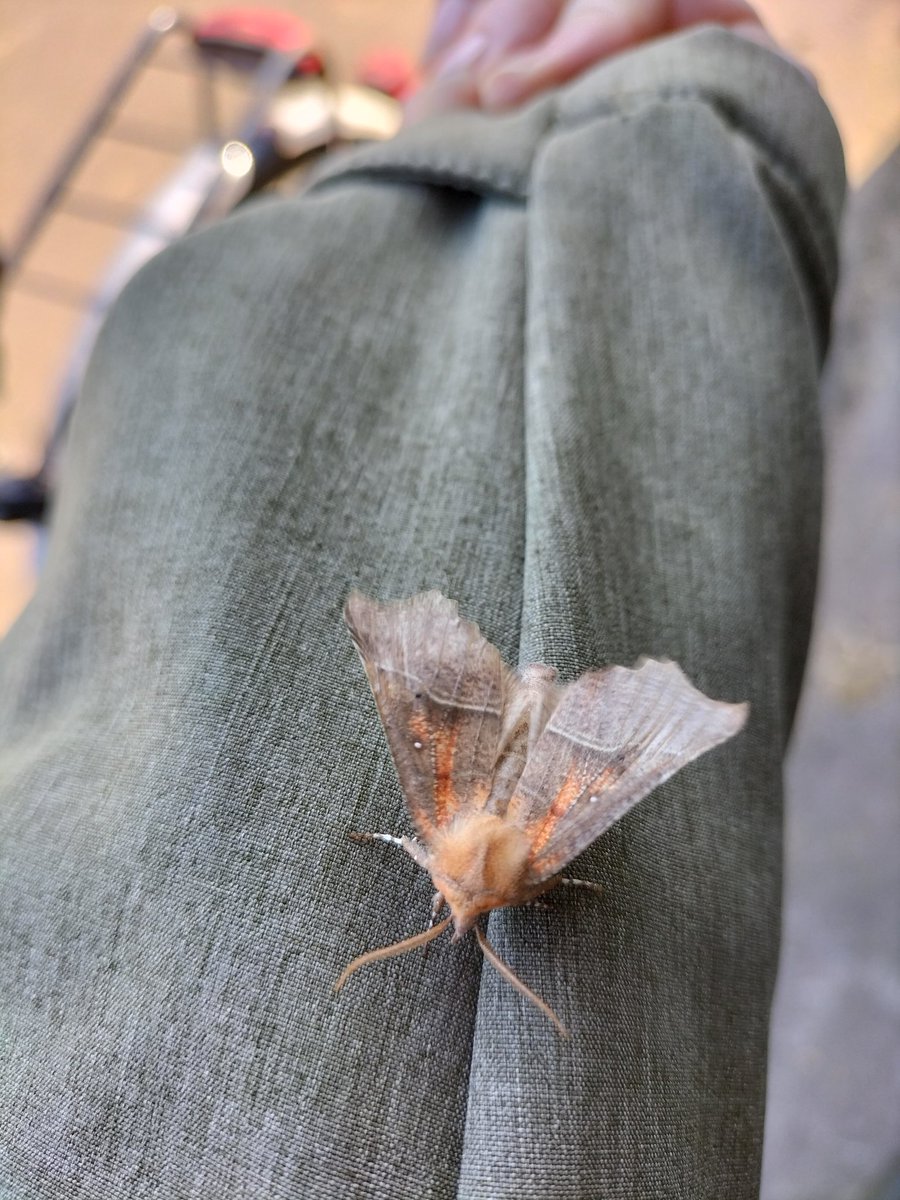 Na 2 keer lege emmers vanmorgen eindelijk weer resultaat met de #bimag nachtvlinder telling. 10 nachtvlinders, 7 soorten. <a href="/vlinderNL/">De Vlinderstichting</a>