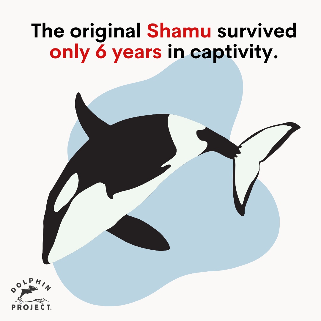 Since her death in 1971, MANY other captive orcas have worn the #Shamu name while performing at multiple SeaWorld locations.
Learn all about the cruel practice of keeping cetaceans captive: bit.ly/CaptivityIssues
#DolphinProject