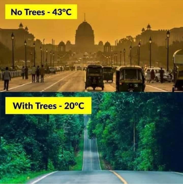 That's why Tress are important.🌲🌴🌳