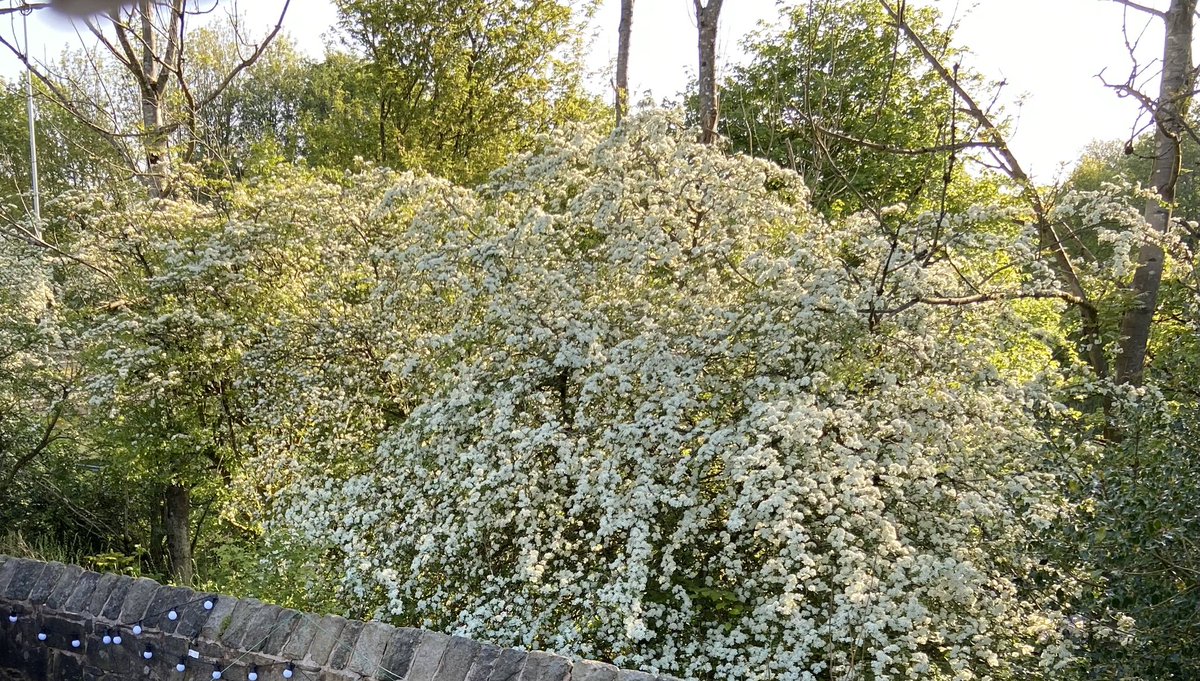 The smell of sweet Hawthorn over the garden wall in the morning sun.