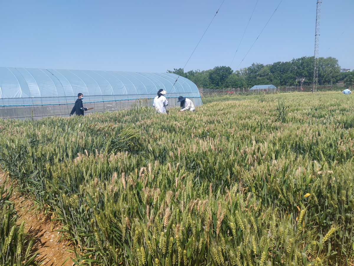 The annual testing for wheat varieties resistant to Sharp Eyespot and  Fusarium Head Blight has come to a close. #wheatvarieties  #diseaseprevention #agriculture