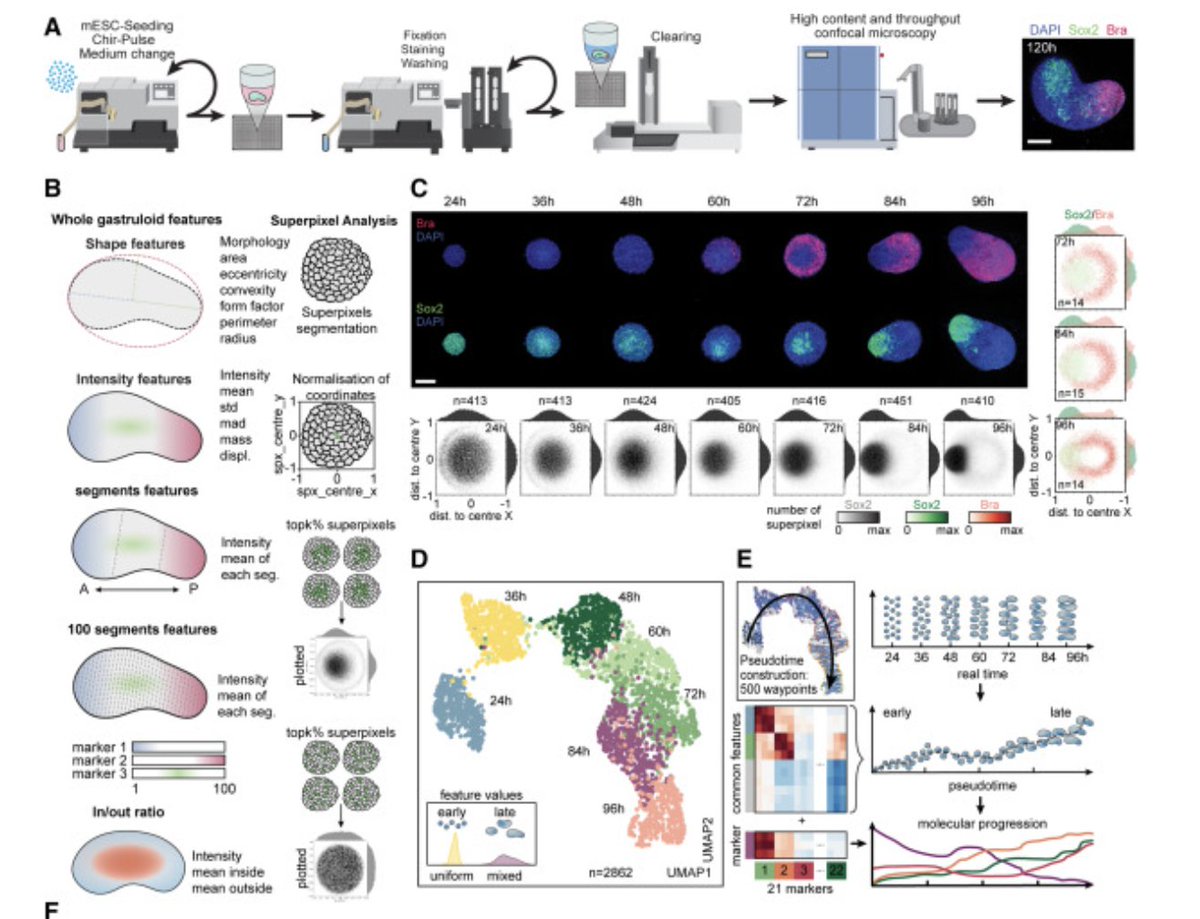 AMartinezArias's tweet image. 1/5 Fantastic resource for #gastruloid curious and enthusiasts from @priscaliberali bit.ly/3ocuTqj This is a treasure trove exploiting the reproducibility of the system #multiomics, #morphogenesis, #drugscreening #CellBiology. Much to plough through and think about.