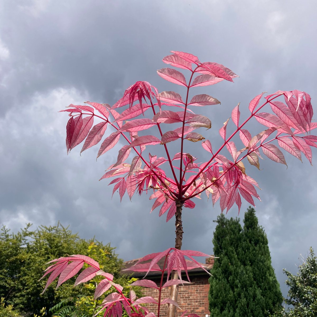 We're bursting at the seams with... plants - not tat, garden furniture or plastic meerkats dressed as astronauts - just lovely, and mostly #peatfree plants, pots and #peatfree growing media.