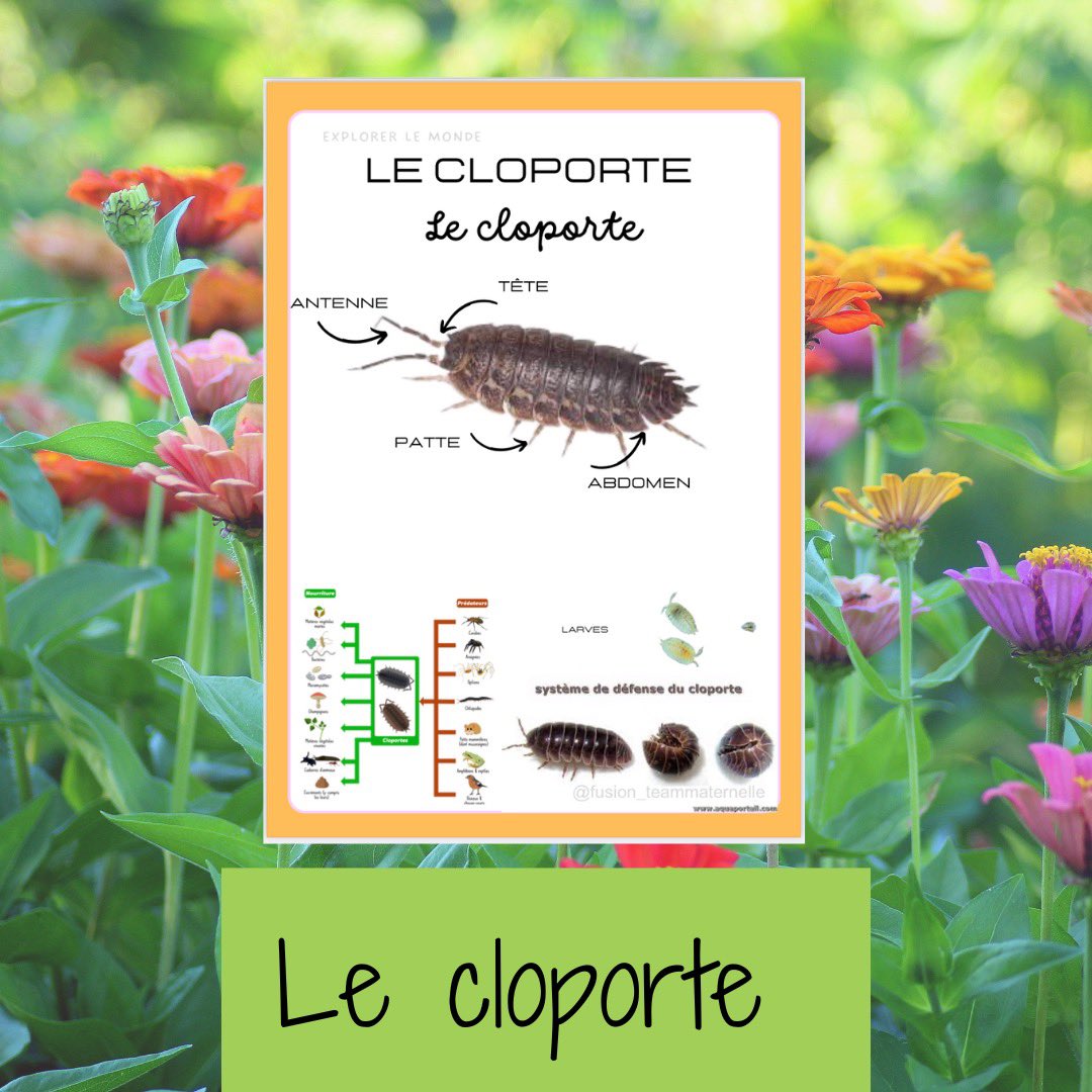 DaubenfeldS's tweet photo. Nos dernières affiches « insectes et petites bêtes. » #insects #Flyers #teampe #maternelle @teammaternelle https://t.co/YCIhX46065