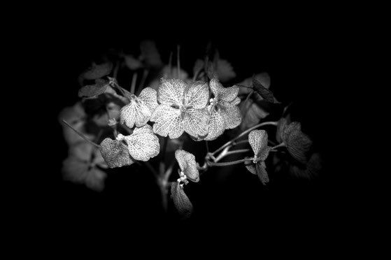 Withered Hydrangea #NaturePhotography #nikonphotography
#blackandwhitephotography
#photography
#findyourepic
#Welshphotography

Visit delweddauimages.co.uk