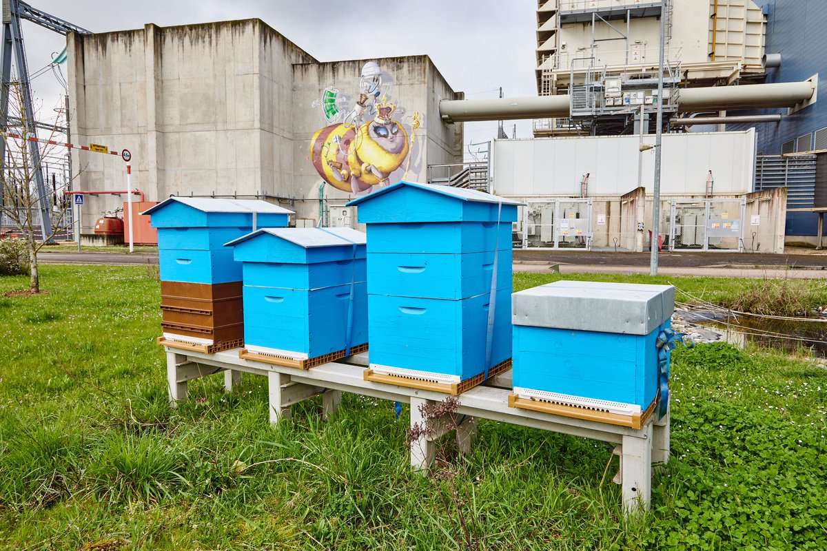 #BeeDay 🐝 Le saviez-vous ? En plus de nos 4️⃣ ruches, une nouvelle abeille a fait son apparition à la #centrale 🏭de Blénod !

Partez à sa rencontre lors d’une visite !
Écrivez nous à ➡️ visite-blenod@edf.fr