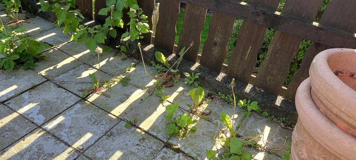 So sieht es immer und immer wieder auf meinem Balkon aus. Jemand eine Idee wie man das effektiv weg kriegt damit ich nicht in 3 Wochen die volle Pracht wieder hier habe?!