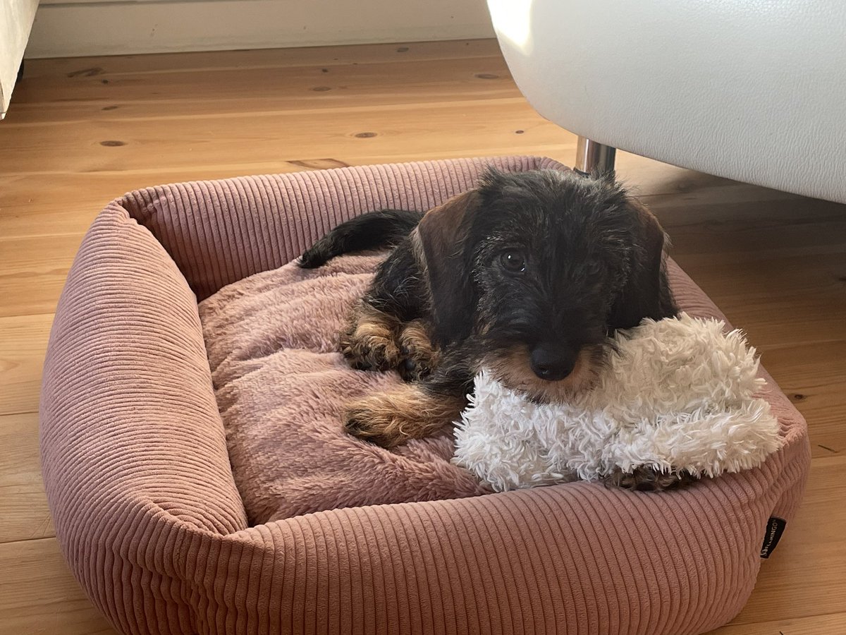 fruitboomgaard's tweet photo. @Mylongcoviddays Hier ook een stiekeme volger, maar desondanks even een reactie: wat een goede beslissing! #dwergteckelpup 
Wij deden hetzelfde 😄. Het is zo leuk! (en vooruit: ook vermoeiend) https://t.co/uuBvsdyd4t