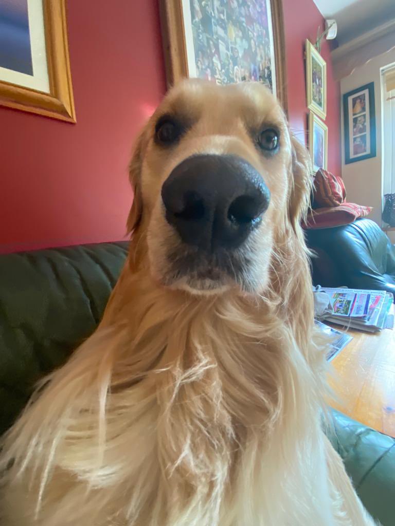 Ok, I believe you when you tell me that I’m a golden retriever and not a horse. But why do I like running fast and jumping fences? And why the long face?<a href="/dog_feelings/">Thoughts of Dog</a> <a href="/dog_rates/">WeRateDogs</a> <a href="/SpikeyGolden/">Spikey_the Golden</a> <a href="/CuteGoldens/">Golden Retrievers</a> <a href="/duncangoldenpup/">Duncan the Golden Retriever</a> <a href="/UrbanPawsIre/">Urban Paws Ireland</a>