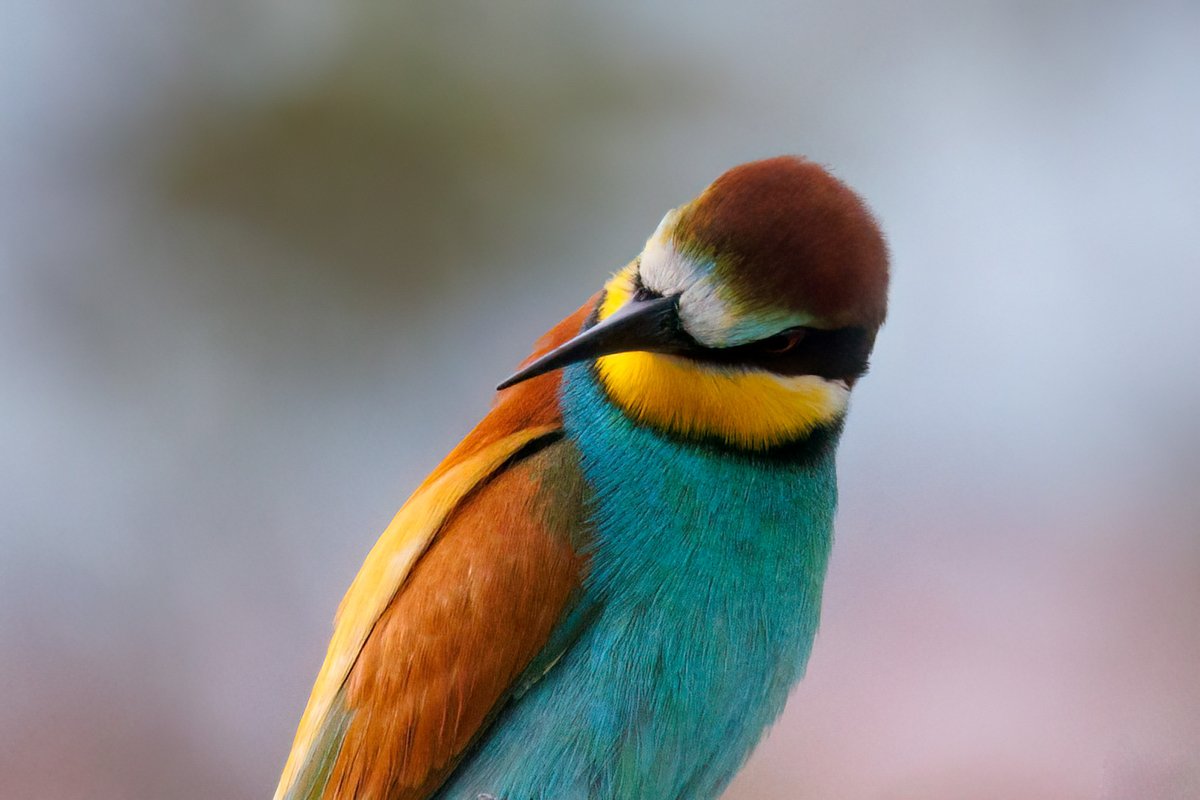 Bee-eaters #Birds #Lesvos