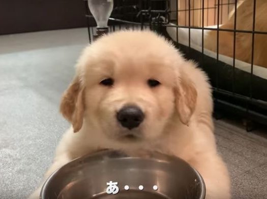 ฮัมไมไม่มีข้าวสักเม้ด