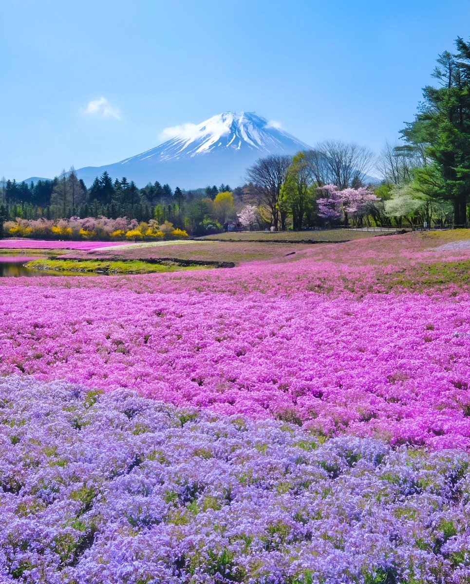 Japan_Australia's tweet photo. A beautiful pink and purple carpet rolls out beneath the iconic Mt. Fuji every spring for the Fuji Shibazakura Festival at Fuji Motosuko Resort in Yamanashi Prefecture #Fuji #Japan #travel 

📷 Photo by pucchii_k https://t.co/SvJycpj1Og