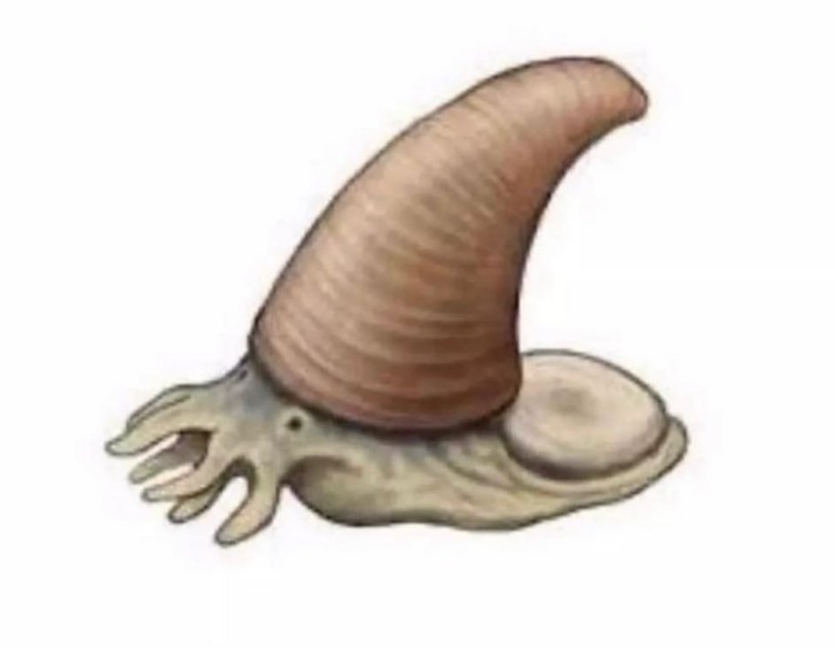 Bro did u know that the Cambrian era had its own little squid in a Wizard hat