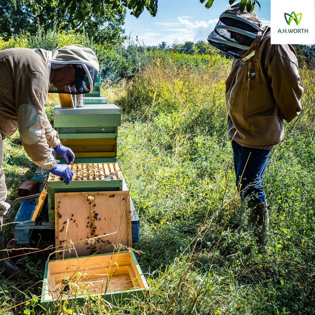 AH_Worth's tweet photo. To celebrate World Bee Day, here are a few photos of our Farms Director Simon Day with Paul Mcmillan from Bramley Bees, attending to some of the hives on our site. #worldbeeday #savethebees #farming #farms #farm #mustard #mustardcrop #beehives #sustainability https://t.co/rhhl5zJDyi