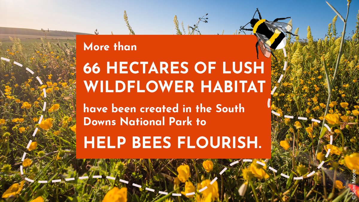 It's #WorldBeeDay and we're absolutely buzzing to share this news from <a href="/sdnpa/">South Downs National Park</a> 

The Bee Lines initiative has given a helping hand to struggling pollinator populations, this is #NatureRecovery in action.

🐝 bit.ly/3WpTcxC