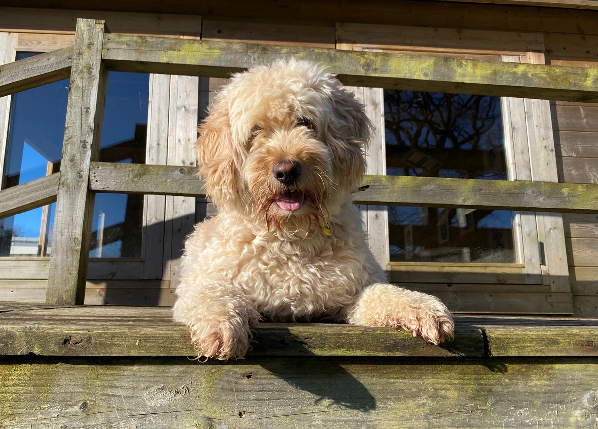 ❤Happy 'National Rescue Dog Day'❤

Thank you to all the amazing adopters who have given these pups a second chance at a happy life😍🙌

Check our dogs out here: bit.ly/3LXhOdS

#NationalRescueDogDay
#AdoptDontShop
#ADogIsForLife
#DogsTrust