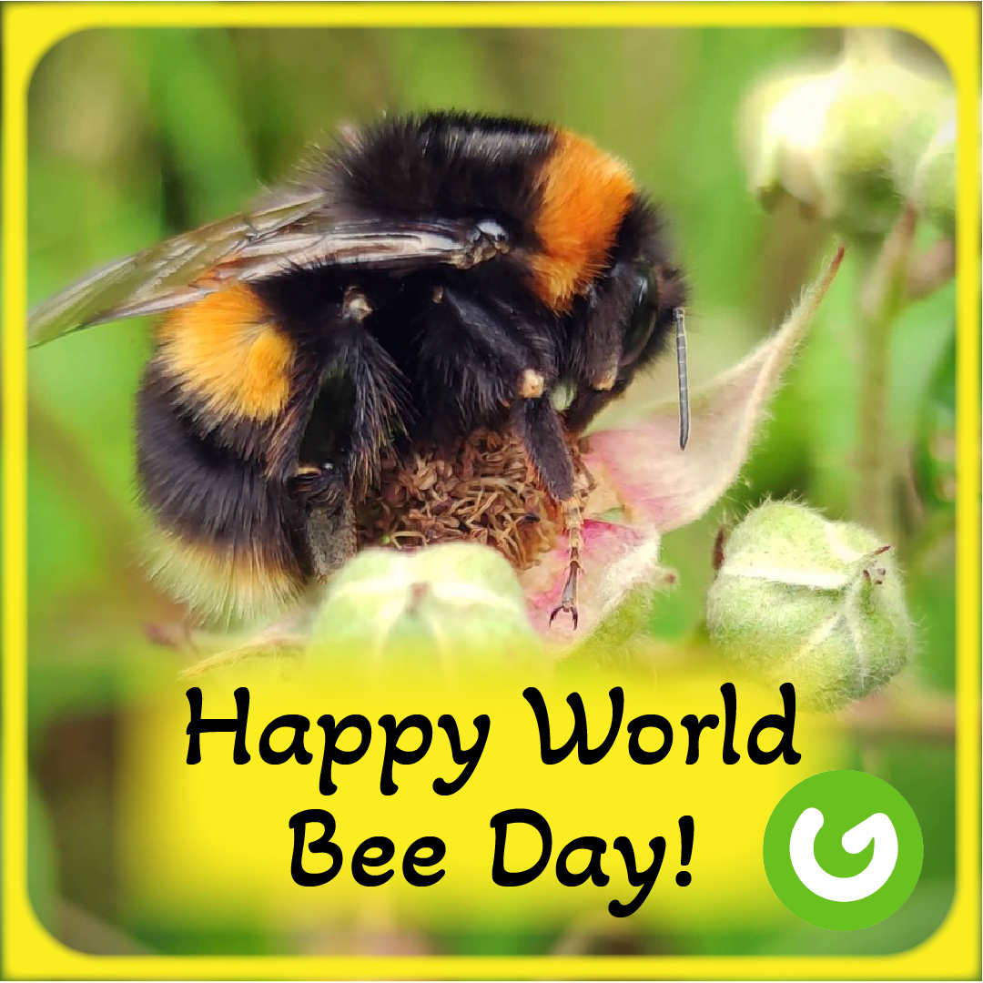 Gala_Retail's tweet photo. Happy International Bee Day!
#InternationalBeeDay #PollinatorProtection #Gala #LoveBees #beeday #bee #worldbeeday #bees #savethebees #nature #flowers #follow #beeparty #pollinators #honey #bumblebee #beesofinstagram #beekeeping https://t.co/GDkQ4z1Ku0