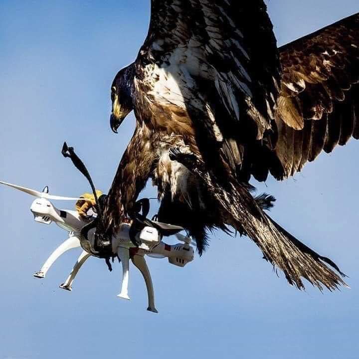 The Picture of the Century... Nature defeats Technology
