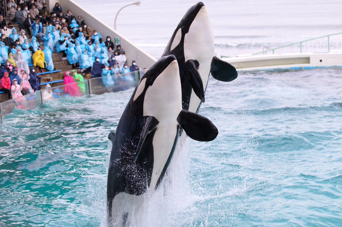 日本の水族館で暮らすシャチたちを4枚で。日本では現在7頭のシャチが