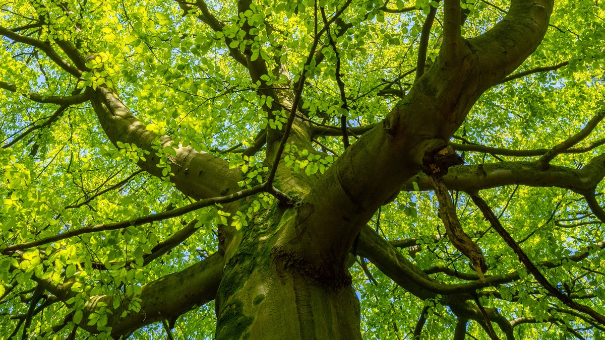 The word BOOK is thought ultimately to derive from the same Germanic root as the name of the BEECH tree. The connection between the two may be an ancient reference to the carving of runic letters in beechwood boards, or of marking symbols in beech tree trunks.