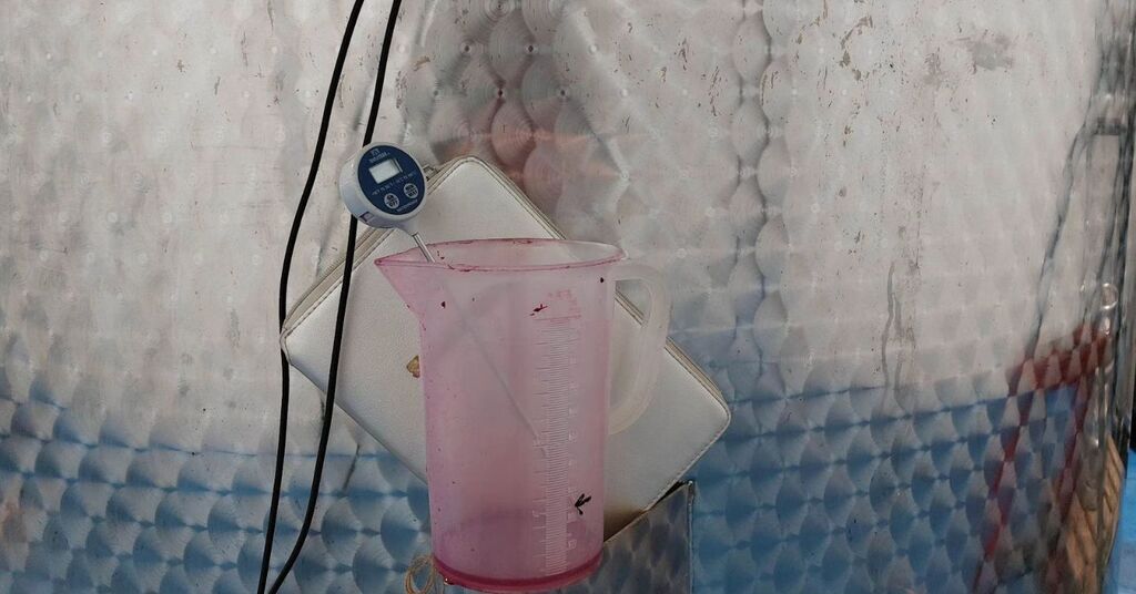 QuietMutiny's tweet image. From Instagram: instagr.am/p/CsdM8D_rcAY/

Getting those Saturday Syrah ferment check vibes 😊

(ps. it's fermenting)

#TassieWine