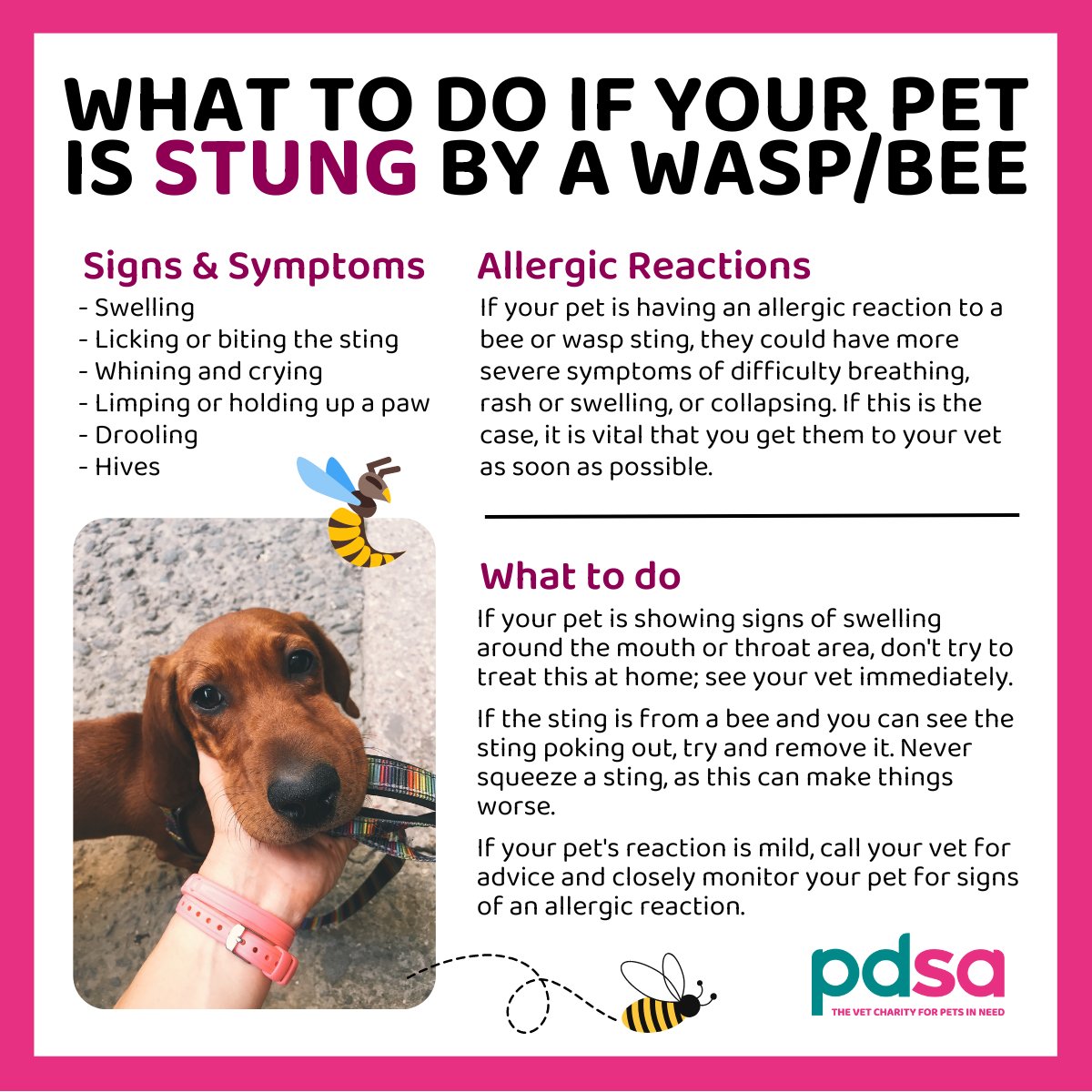 Has Your Dog Been Stung By A Bee? (What Should You Do?)