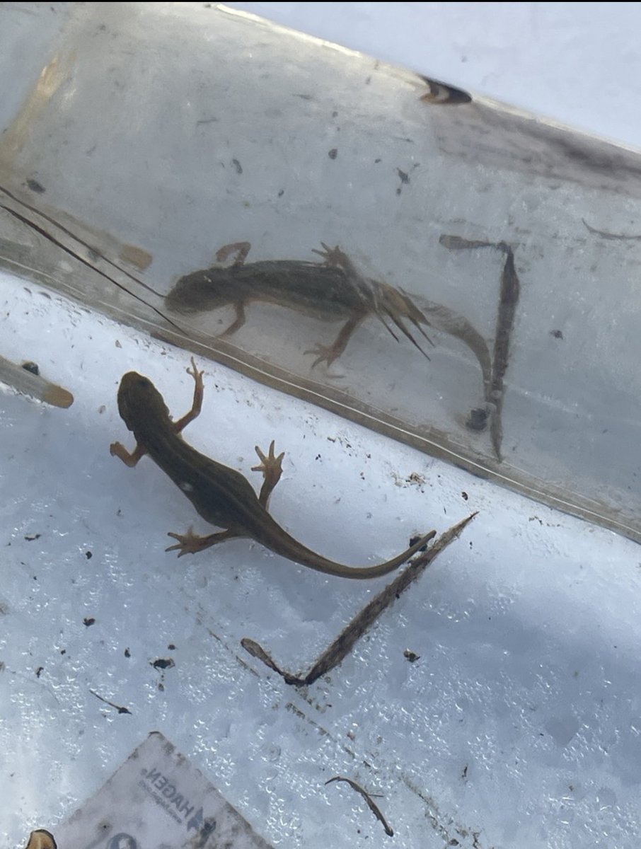 NEWTS: smooth and great crested newts identified 🔍 🦎