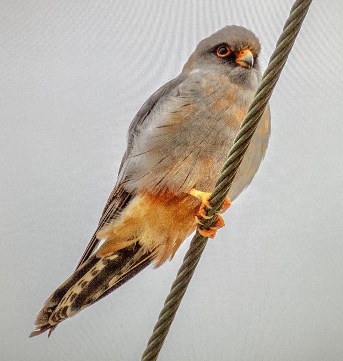 Red-footed Falcon, Anarita, Cyprus, the only one I saw all week. Have to admit it brought back fond memories of a very similar bird which I found at Kelham Bridge, Leicestershire, some 26 years ago, still a highlight of my UK birding career! #BirdsSeenIn2023 #cyprusbirds