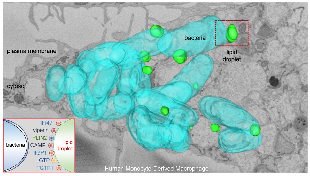 Looking for a PhD or Postdoc in Barcelona? Come to <a href="/idibaps/">IDIBAPS</a>  to work on our international <a href="/ERC_Research/">European Research Council (ERC)</a>  project to investigate the role of lipid droplets in innate immunity. Contact, apply or RT clinicbarcelona.org/uploads/media/…
Read more science.org/doi/10.1126/sc…
onlinelibrary.wiley.com/doi/full/10.11…